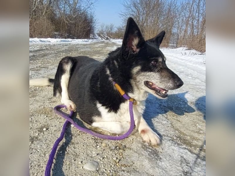 Mala eine ängstliche Hündin