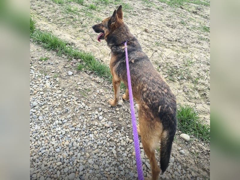 Jax braucht eine liebevolle Führung