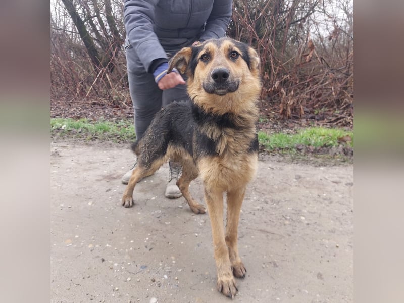 Bronco ein Traumwesen sitzt im Zwinger