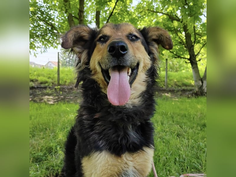 Kovu braucht viel Liebe