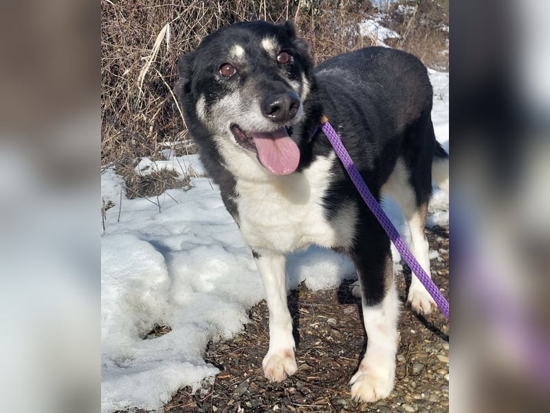 Mala eine ängstliche Hündin