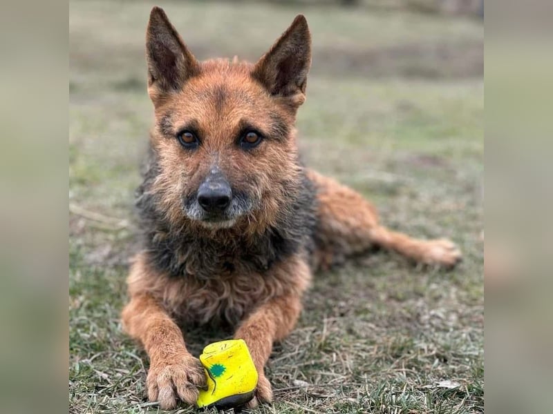 Ghost wartet seit Welpenalter