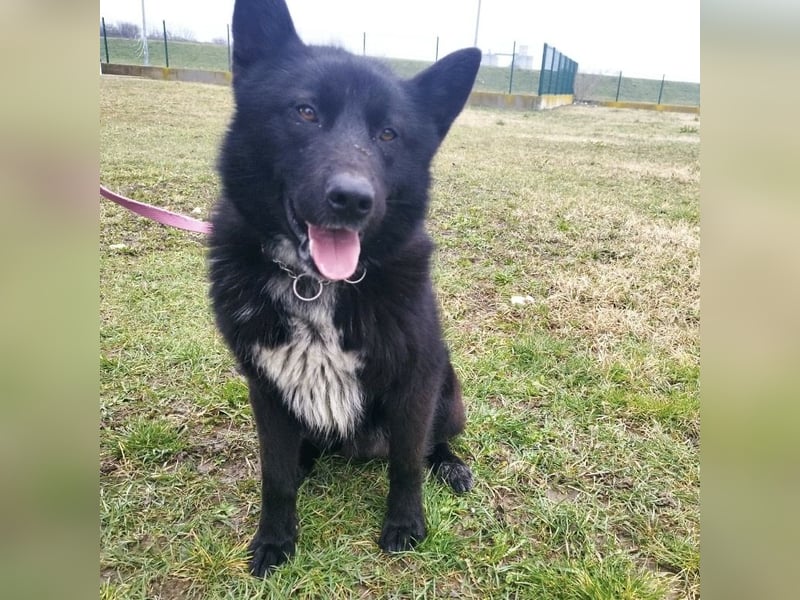 Piki ein Familienhund