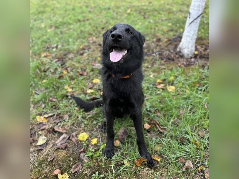 Spike ein schlauer trauriger Bub