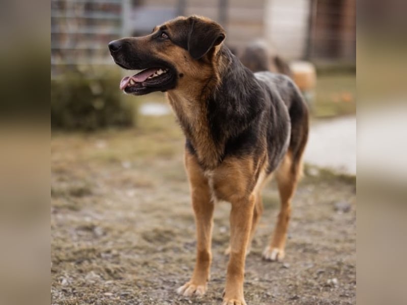 Avis eine gebrochene Seele