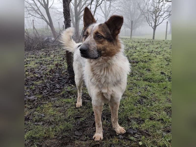 Franky ein Menschenliebender