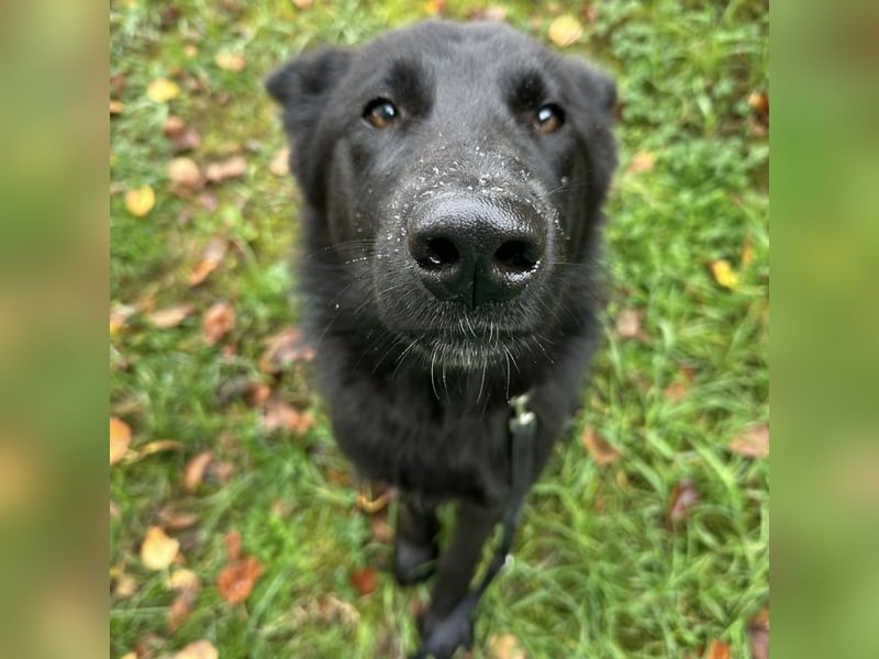 Spike ein schlauer trauriger Bub