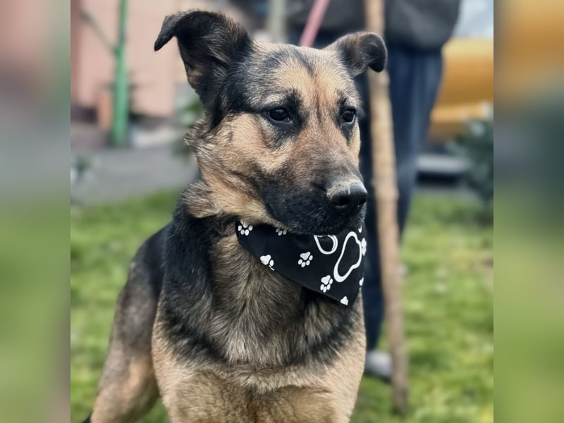 Hera eine freundliche Hündin