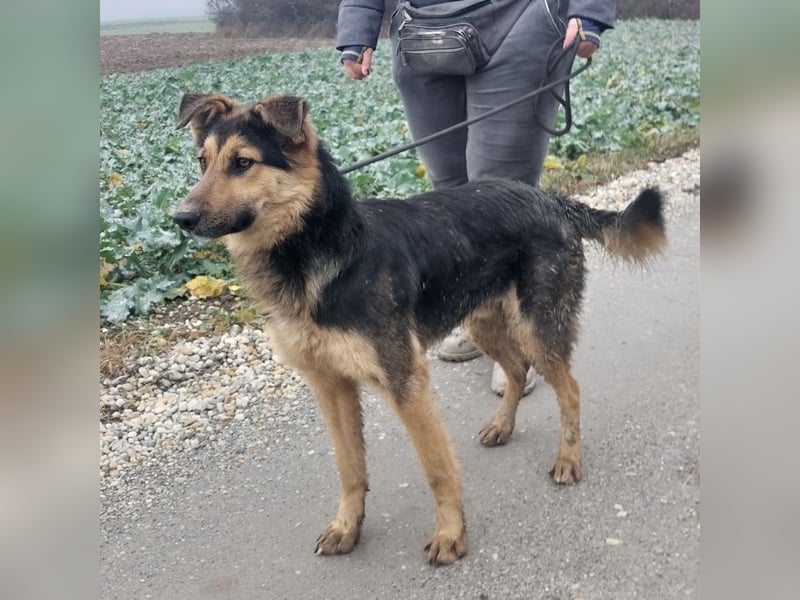 Bronco ein Traumwesen sitzt im Zwinger
