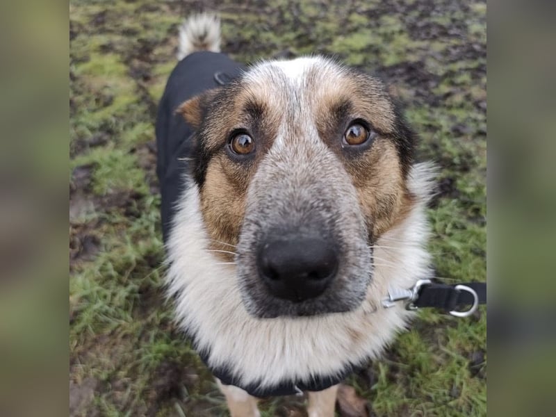 Franky ein Menschenliebender