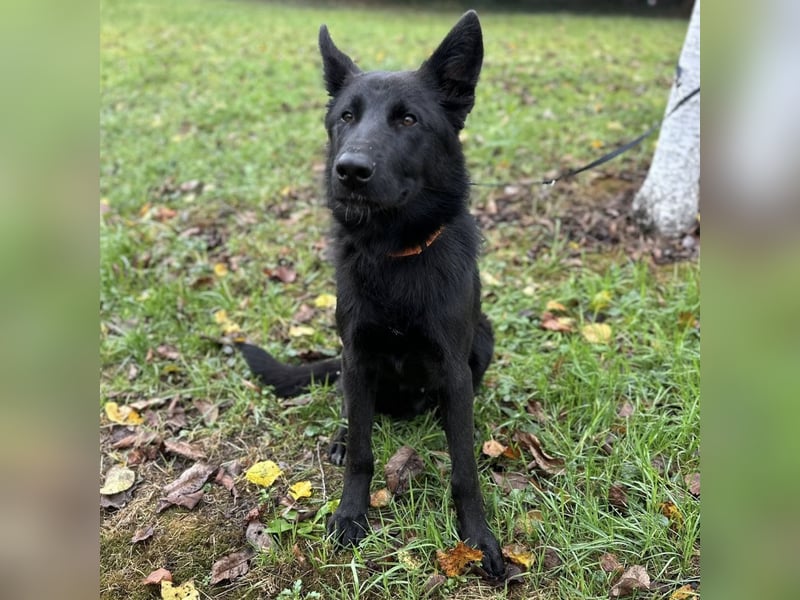 Spike ein schlauer trauriger Bub