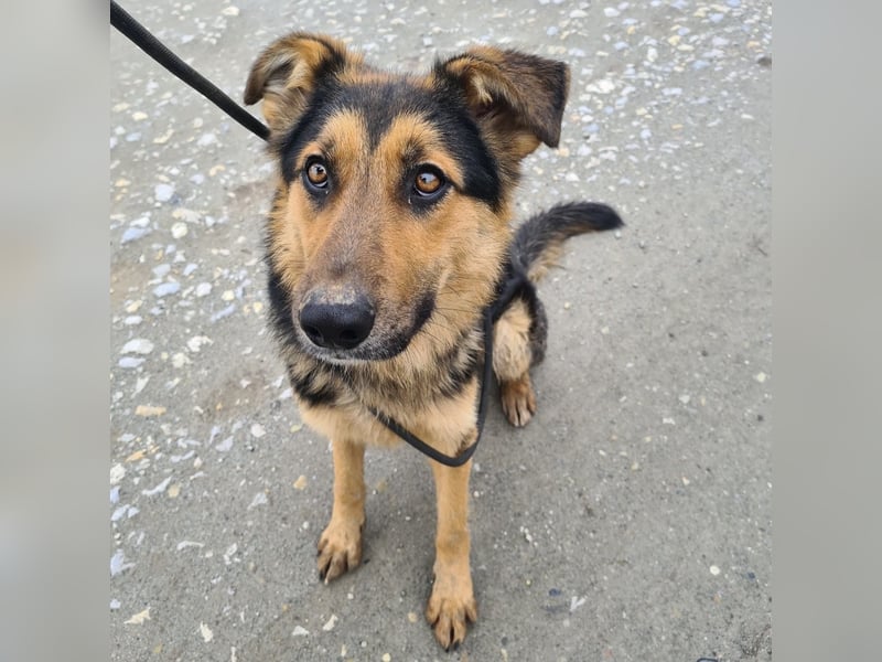 Bronco ein Traumwesen sitzt im Zwinger