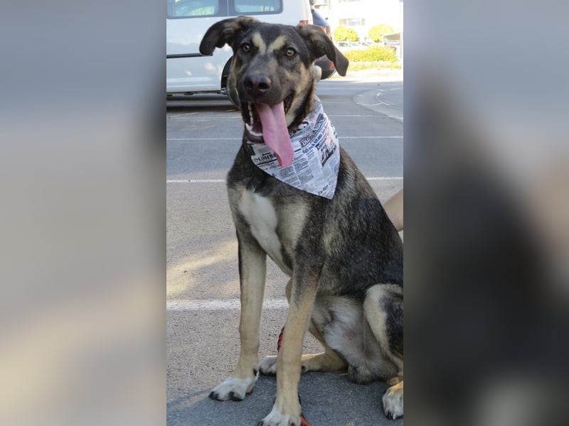 Rubble ein verspielter Kämpfer