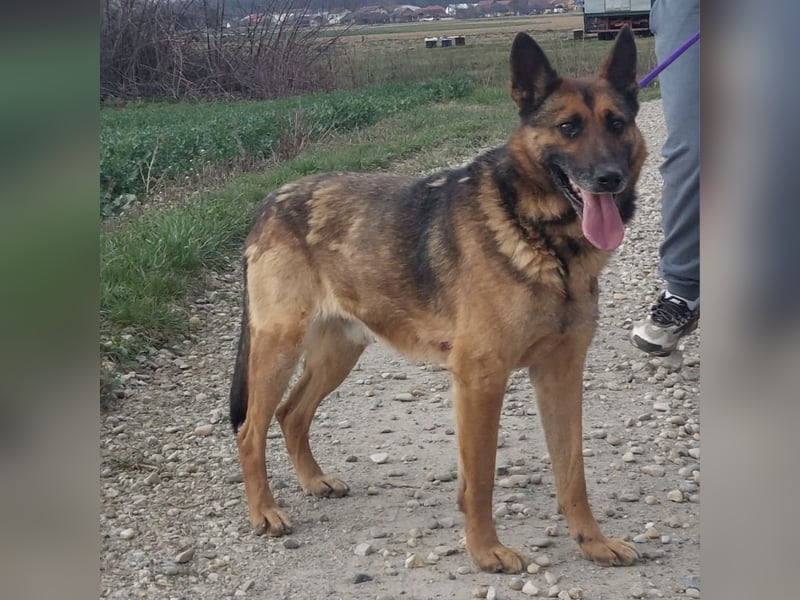 Jax braucht eine liebevolle Führung