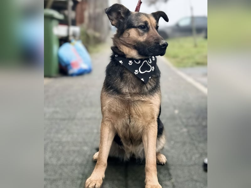 Hera eine freundliche Hündin