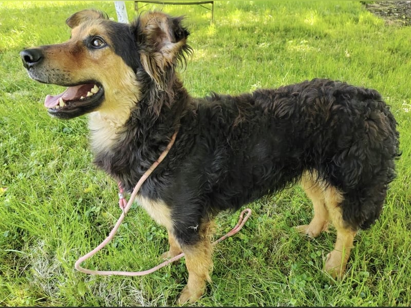 Kovu braucht viel Liebe