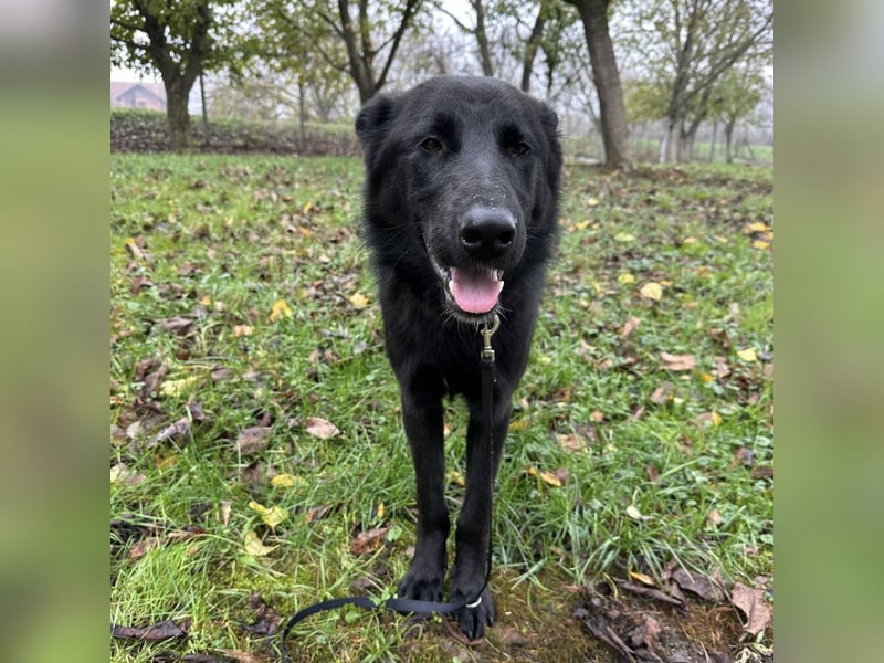 Spike ein schlauer trauriger Bub