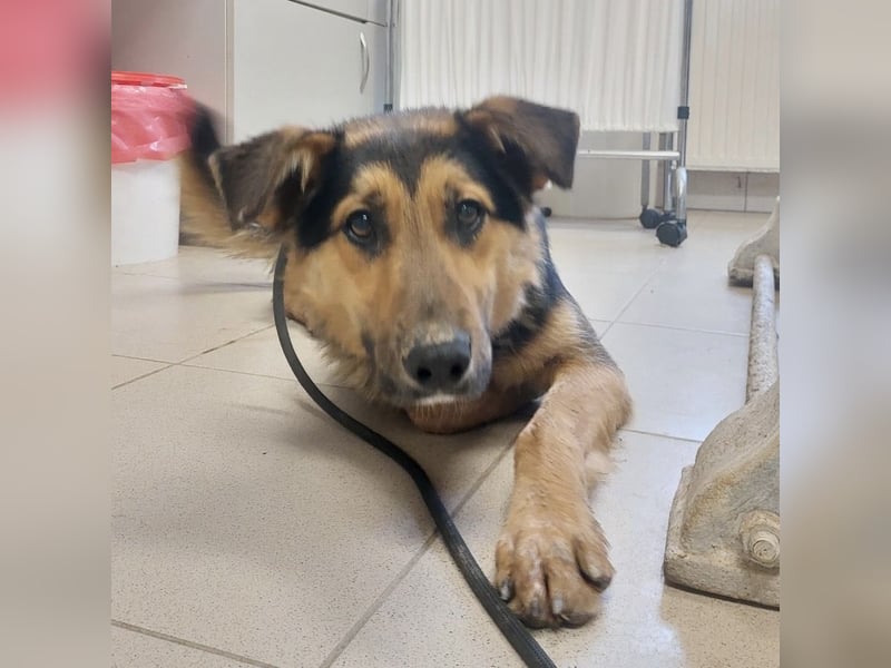 Bronco ein Traumwesen sitzt im Zwinger