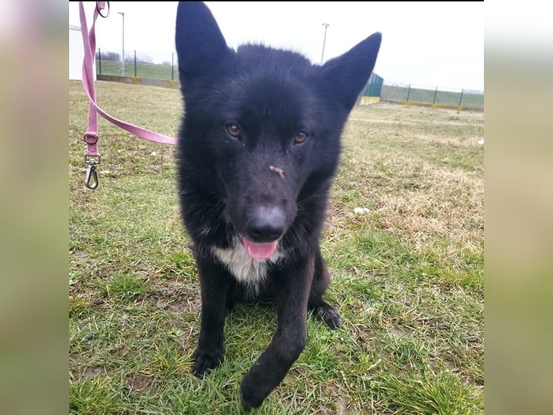 Piki ein Familienhund