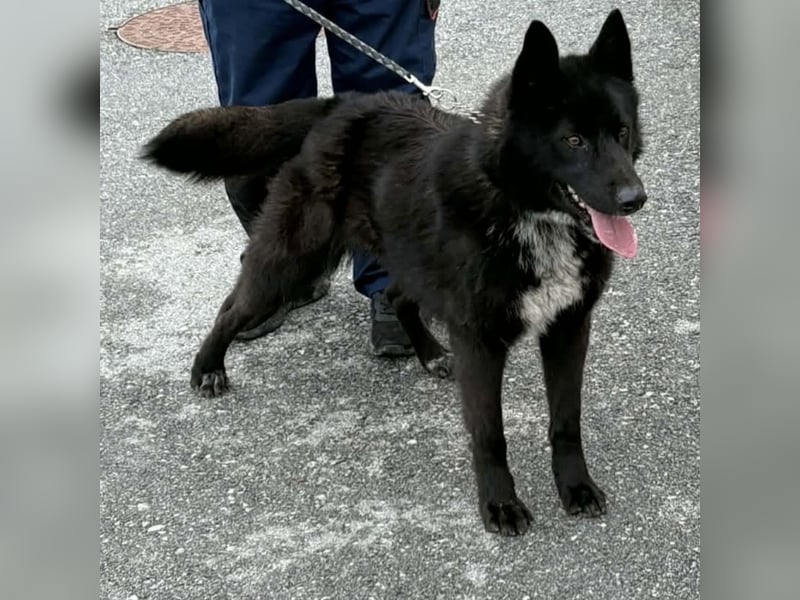 Piki ein Familienhund