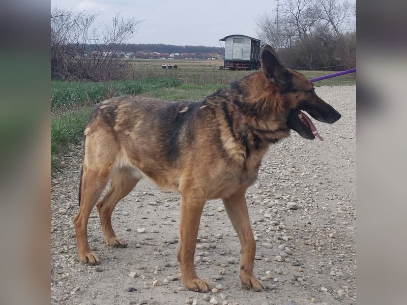 Jax braucht eine liebevolle Führung