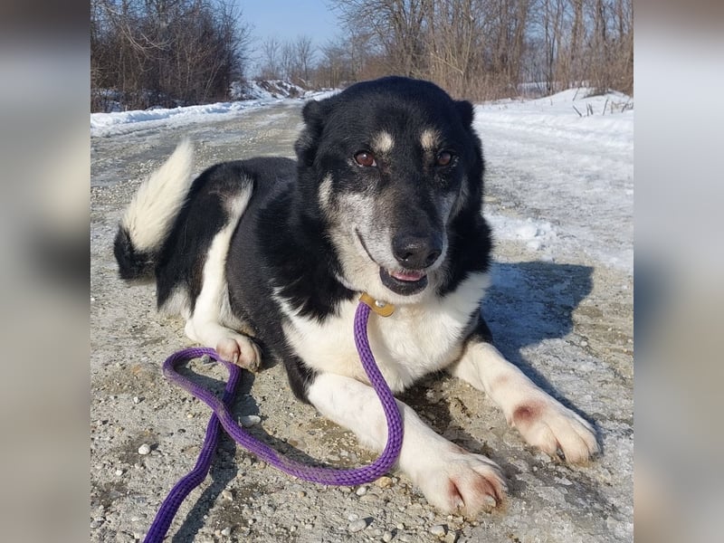 Mala eine ängstliche Hündin