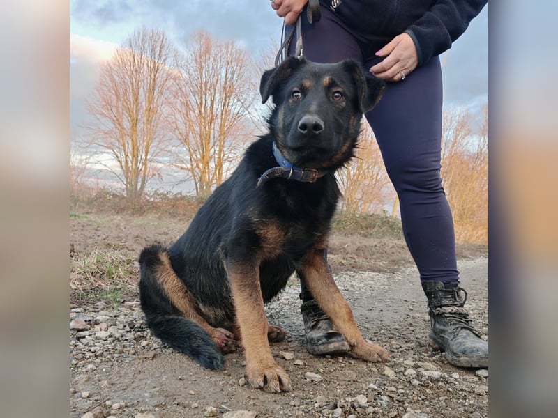 Indy ein lernwilliger Hundebub