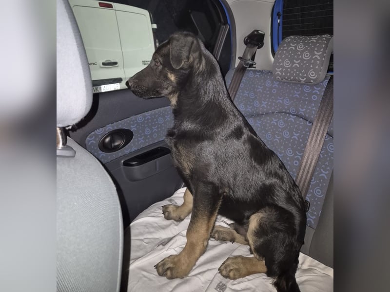 Indy ein lernwilliger Hundebub