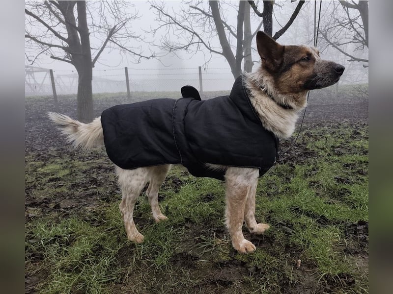 Franky ein Menschenliebender