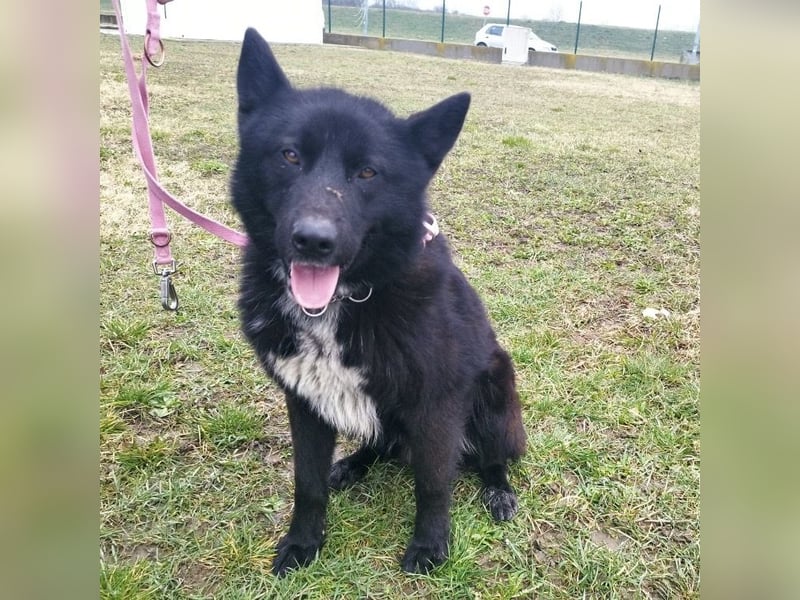 Piki ein Familienhund