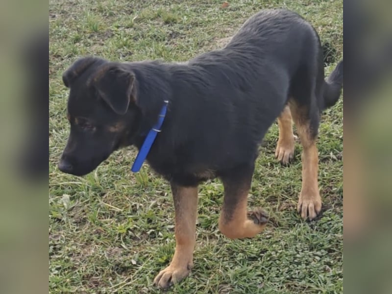 Indy ein lernwilliger Hundebub