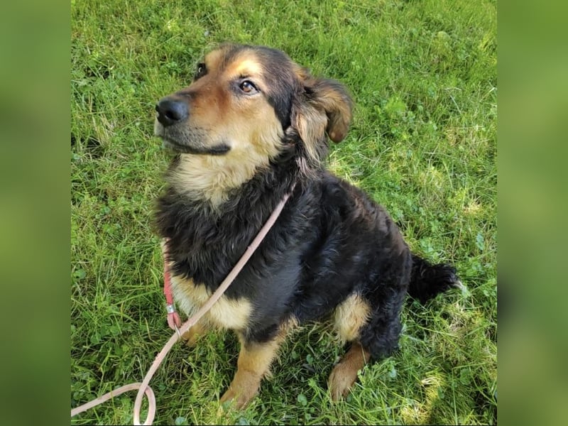 Kovu braucht viel Liebe