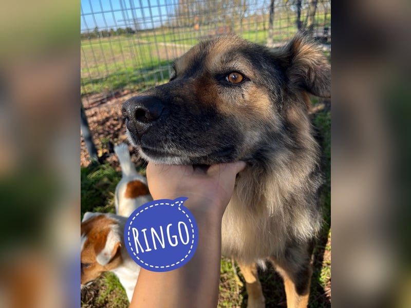 Ringo eine sanfte Seele
