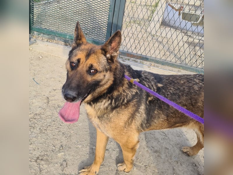 Jax braucht eine liebevolle Führung