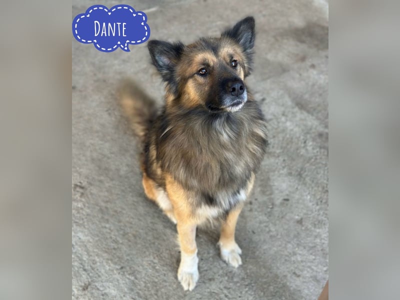 Dante ein toller Rüde