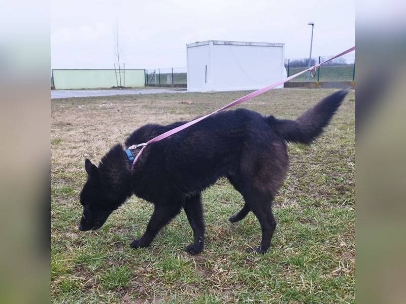 Piki ein Familienhund