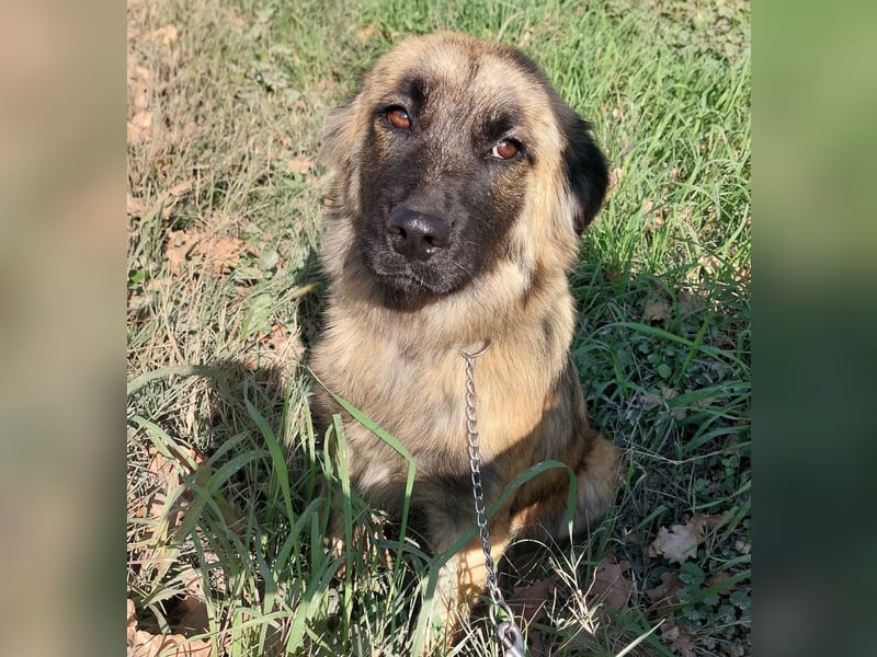 Dinko ein Goldschatz