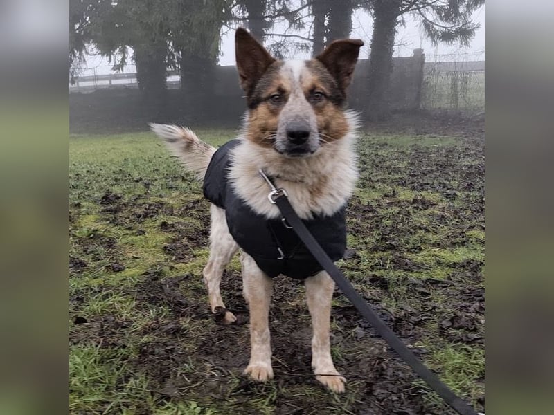 Franky ein Menschenliebender