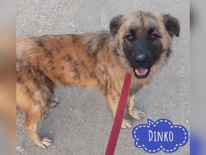 Dinko ein Goldschatz