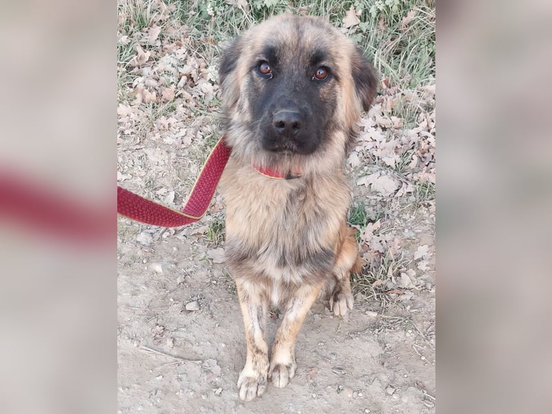 Dinko ein Goldschatz