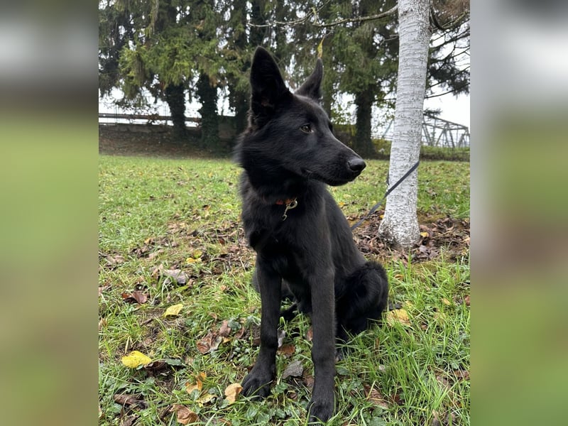 Spike ein schlauer trauriger Bub