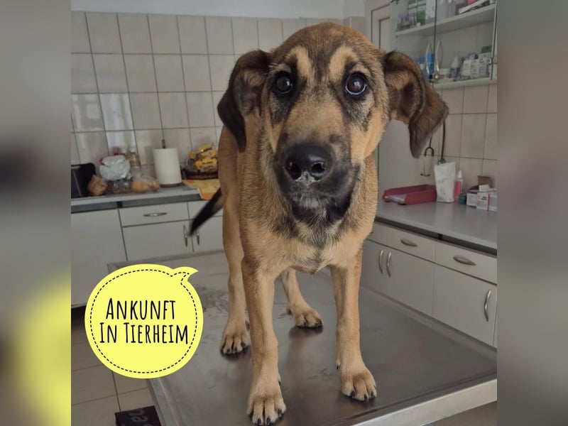 Bones ein verspielter liebevoller Bub