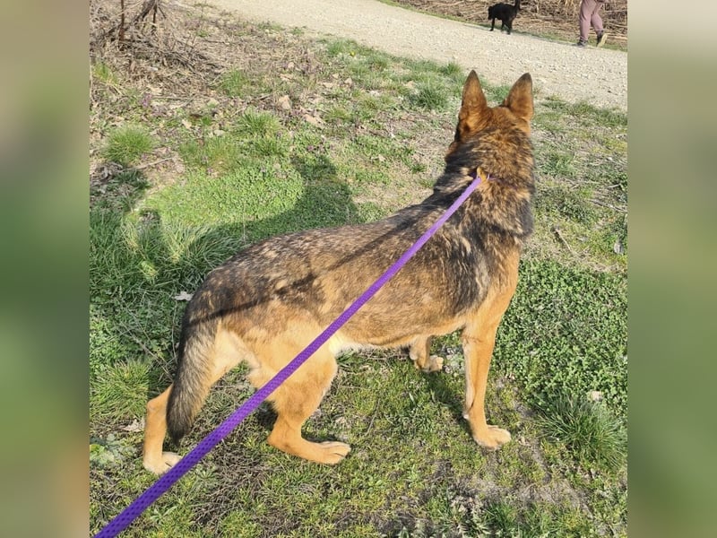 Jax braucht eine liebevolle Führung