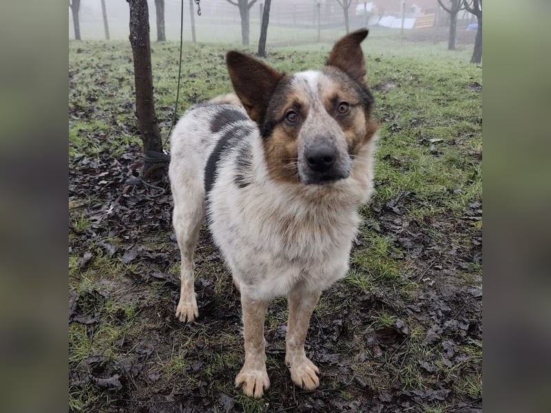 Franky ein Menschenliebender