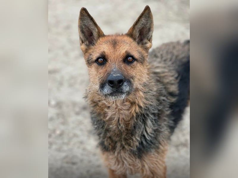 Ghost wartet seit Welpenalter