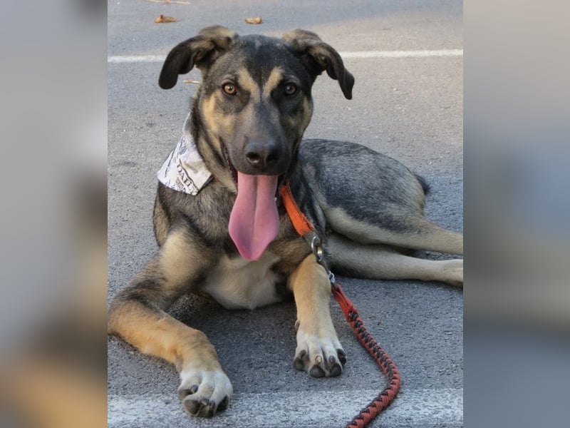 Rubble ein verspielter Kämpfer