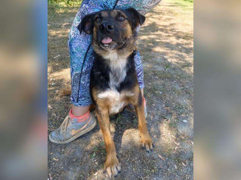 Clio wartet seit Welpenalter