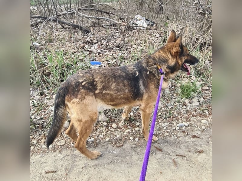 Jax braucht eine liebevolle Führung