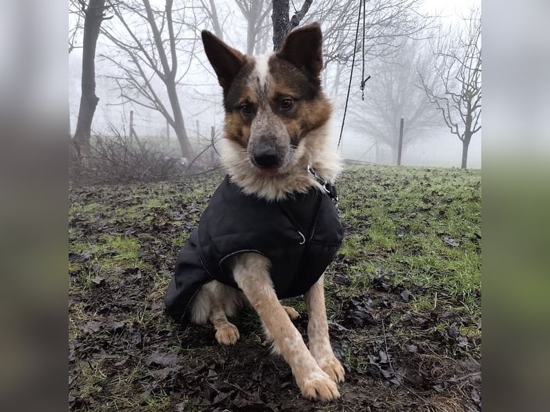 Franky ein Menschenliebender