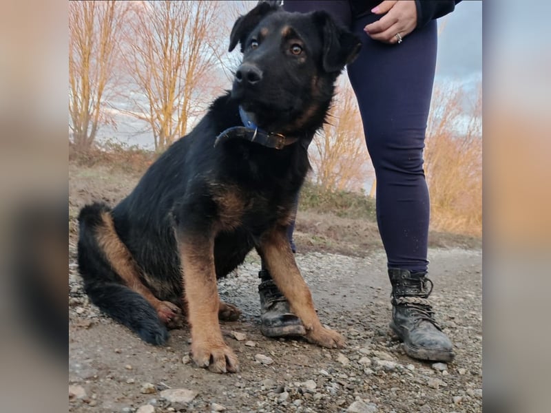 Indy ein lernwilliger Hundebub